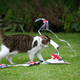 Image for article titled A Question About Brexit: Does 10 Downing Street Get to Keep Larry the Cat?